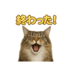 週末だ！華金スタンプ！サイベリアン猫（個別スタンプ：10）