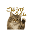 週末だ！華金スタンプ！サイベリアン猫（個別スタンプ：11）