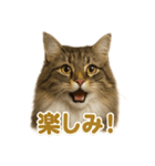 週末だ！華金スタンプ！サイベリアン猫（個別スタンプ：13）