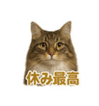 週末だ！華金スタンプ！サイベリアン猫（個別スタンプ：15）