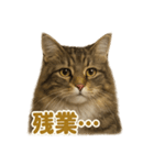 週末だ！華金スタンプ！サイベリアン猫（個別スタンプ：16）