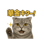 週末だ！スコティッシュホールドの華金（個別スタンプ：1）