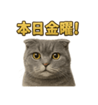 週末だ！スコティッシュホールドの華金（個別スタンプ：2）