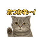 週末だ！スコティッシュホールドの華金（個別スタンプ：4）