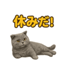 週末だ！スコティッシュホールドの華金（個別スタンプ：5）
