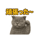 週末だ！スコティッシュホールドの華金（個別スタンプ：8）