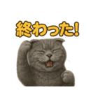 週末だ！スコティッシュホールドの華金（個別スタンプ：14）