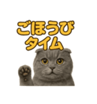 週末だ！スコティッシュホールドの華金（個別スタンプ：15）