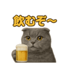 週末だ！スコティッシュホールドの華金（個別スタンプ：16）