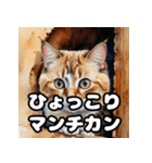 水彩タッチのマンチカン日和（個別スタンプ：18）