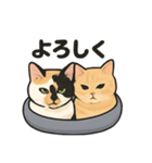ヒロモン猫（個別スタンプ：1）