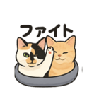 ヒロモン猫（個別スタンプ：5）