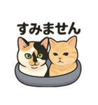 ヒロモン猫（個別スタンプ：7）