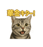 週末！華金スタンプアメリカンショートヘア（個別スタンプ：1）