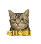 週末！華金スタンプアメリカンショートヘア（個別スタンプ：2）