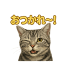週末！華金スタンプアメリカンショートヘア（個別スタンプ：4）