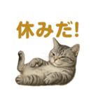 週末！華金スタンプアメリカンショートヘア（個別スタンプ：5）