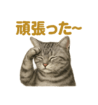 週末！華金スタンプアメリカンショートヘア（個別スタンプ：8）