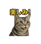 週末！華金スタンプアメリカンショートヘア（個別スタンプ：13）