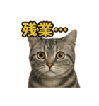 週末！華金スタンプアメリカンショートヘア（個別スタンプ：16）