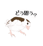 ジュウシマツ！使いやすいスタンプ2（個別スタンプ：11）