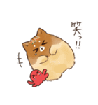 あつあつ！たこ焼き犬（個別スタンプ：40）