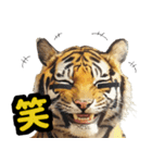 大阪神戸の野球好き虎ファン向け4（個別スタンプ：19）