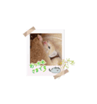 動くねこシリーズ（個別スタンプ：1）