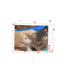 動くねこシリーズ（個別スタンプ：4）