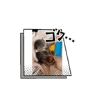 動くねこシリーズ（個別スタンプ：5）