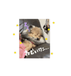 てっしゃんちゅたんぷ！（個別スタンプ：7）