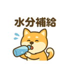 柴犬くんの夏休みスタンプ（個別スタンプ：2）
