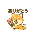 柴犬くんの夏休みスタンプ（個別スタンプ：5）