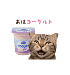動く！猫のダジャレスタンプ（個別スタンプ：1）