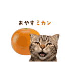 動く！猫のダジャレスタンプ（個別スタンプ：3）