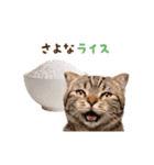 動く！猫のダジャレスタンプ（個別スタンプ：4）