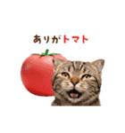 動く！猫のダジャレスタンプ（個別スタンプ：5）