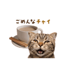 動く！猫のダジャレスタンプ（個別スタンプ：6）