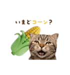 動く！猫のダジャレスタンプ（個別スタンプ：7）