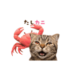 動く！猫のダジャレスタンプ（個別スタンプ：9）