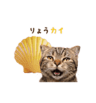 動く！猫のダジャレスタンプ（個別スタンプ：11）