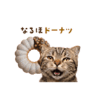 動く！猫のダジャレスタンプ（個別スタンプ：12）