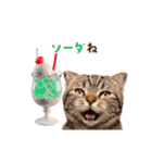 動く！猫のダジャレスタンプ（個別スタンプ：13）