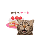 動く！猫のダジャレスタンプ（個別スタンプ：14）