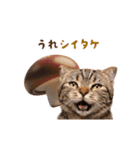 動く！猫のダジャレスタンプ（個別スタンプ：17）