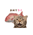 動く！猫のダジャレスタンプ（個別スタンプ：18）