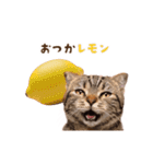 動く！猫のダジャレスタンプ（個別スタンプ：23）