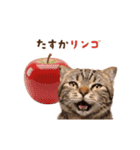 動く！猫のダジャレスタンプ（個別スタンプ：24）
