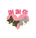 【台湾】毎日使えるハチワレコンビ【動く】（個別スタンプ：17）
