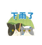 【台湾】毎日使えるハチワレコンビ【動く】（個別スタンプ：21）